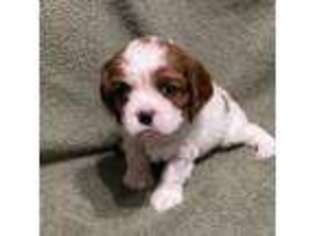 Cavalier King Charles Spaniel Puppy for sale in Arnold, MO, USA