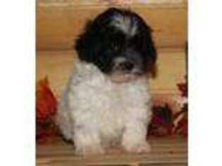 Shih-Poo Puppy for sale in Seymour, IA, USA