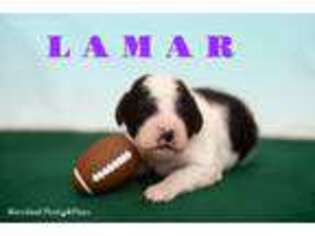 Portuguese Water Dog Puppy for sale in Baltimore, MD, USA