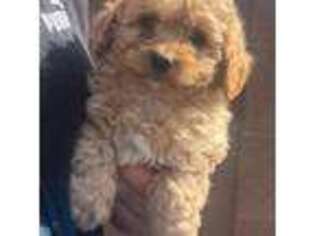 Goldendoodle Puppy for sale in Scottsdale, AZ, USA