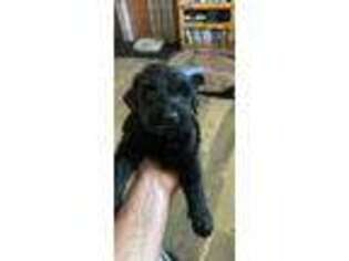 Mutt Puppy for sale in Cleveland, TX, USA