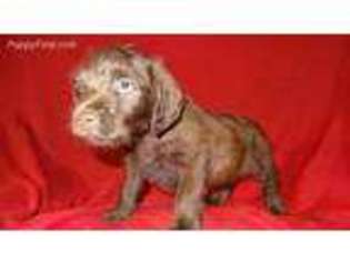 Labradoodle Puppy for sale in Auburn, ME, USA