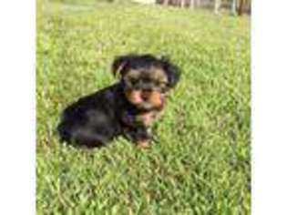 Yorkshire Terrier Puppy for sale in Newport, NE, USA