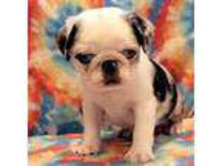 Pug Puppy for sale in Grand Rapids, MN, USA