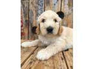 Goldendoodle Puppy for sale in Spencer, IA, USA