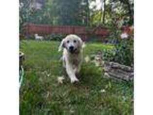 Golden Retriever Puppy for sale in Pensacola, FL, USA