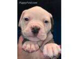 American Bulldog Puppy for sale in Roanoke, IN, USA
