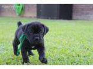 Cane Corso Puppy for sale in Aberdeen, MS, USA