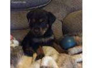 Rottweiler Puppy for sale in Vinita, OK, USA