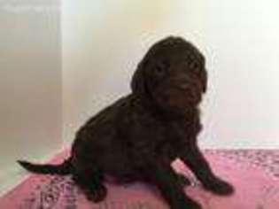 Labradoodle Puppy for sale in Arabi, GA, USA