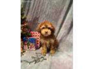 Mutt Puppy for sale in Mc Millan, MI, USA