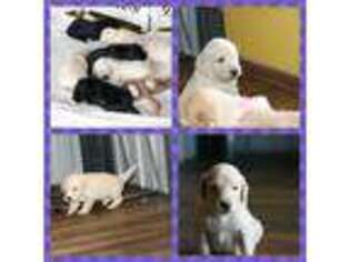 Goldendoodle Puppy for sale in Crittenden, KY, USA