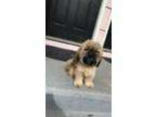 Mutt Puppy for sale in WEST HAVEN, CT, USA