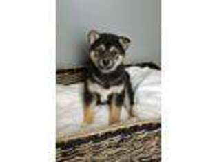 Shiba Inu Puppy for sale in Greenwood, IN, USA
