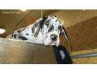 Great Dane Puppy for sale in Circleville, OH, USA