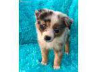 Australian Shepherd Puppy for sale in Mount Enterprise, TX, USA