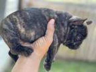 French Bulldog Puppy for sale in Oak Grove, KY, USA