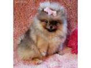 Pomeranian Puppy for sale in Murrieta, CA, USA