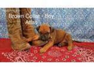 Rhodesian Ridgeback Puppy for sale in Concan, TX, USA