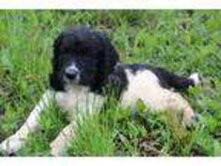 English Springer Spaniel Puppy for sale in Itasca, TX, USA