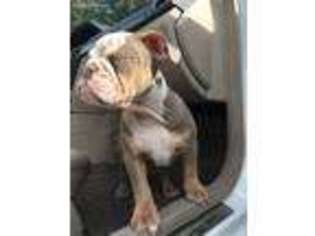 Bulldog Puppy for sale in Weedsport, NY, USA