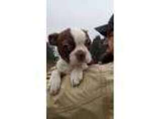 Boston Terrier Puppy for sale in Irvington, KY, USA