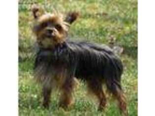 Yorkshire Terrier Puppy for sale in Houston, DE, USA