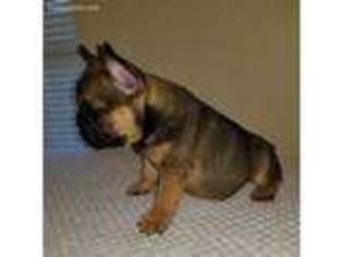 French Bulldog Puppy for sale in Conyers, GA, USA