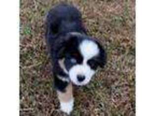 Mutt Puppy for sale in Rixeyville, VA, USA