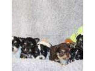 Chihuahua Puppy for sale in Wakarusa, IN, USA