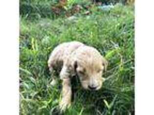 Labradoodle Puppy for sale in Peoria, IL, USA