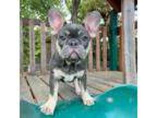 French Bulldog Puppy for sale in Hurst, TX, USA