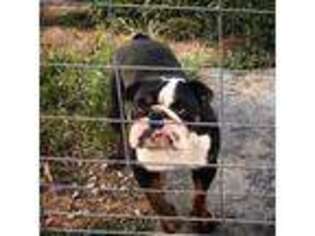 Bulldog Puppy for sale in Woodstown, NJ, USA