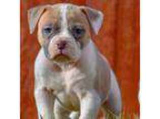 American Bulldog Puppy for sale in Steubenville, OH, USA