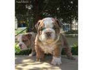 Bulldog Puppy for sale in San Ramon, CA, USA