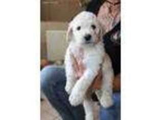 Goldendoodle Puppy for sale in Williams, CA, USA