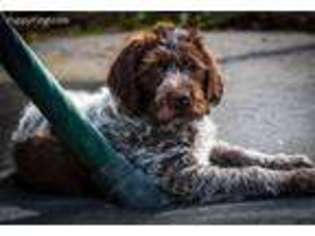 German Wirehaired Pointer Puppy for sale in Ephrata, PA, USA