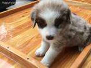 Australian Shepherd Puppy for sale in Vestal, NY, USA