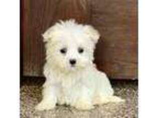 Maltese Puppy for sale in Nappanee, IN, USA