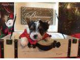 Biewer Terrier Puppy for sale in Jonestown, PA, USA