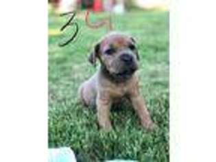 Cane Corso Puppy for sale in Wapato, WA, USA