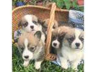 Pembroke Welsh Corgi Puppy for sale in Weatherford, TX, USA