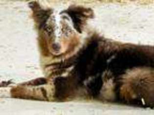 Australian Shepherd Puppy for sale in Squaw Valley, CA, USA