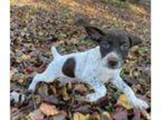 German Shorthaired Pointer Puppy for sale in Spring Hope, NC, USA