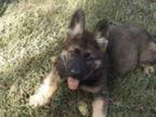 German Shepherd Dog Puppy for sale in Elsberry, MO, USA