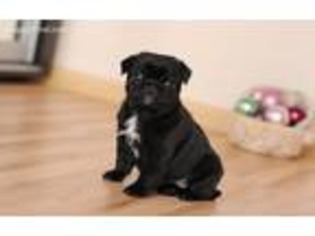 Pug Puppy for sale in Greenport, NY, USA