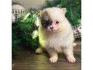 Pomeranian Puppy for sale in Statesboro, GA, USA