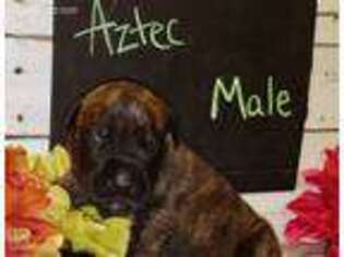 Mastiff Puppy for sale in Fair Play, MO, USA