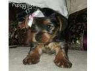 Yorkshire Terrier Puppy for sale in Peoria, IL, USA