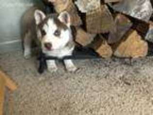 Siberian Husky Puppy for sale in Success, MO, USA